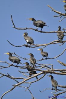 Konferencja  pn. „Wpływ kormoranów na rozwój turystyki na Pojezierzu Drawskim”
