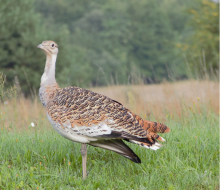 WIELKA CIEKAWOSTKA - DROP ZWYCZAJNY
